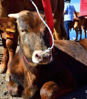 Feria de Ganado de San Antonio Abad. San Juan Tacoronte · foto 10