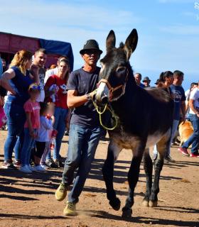 Feria de Ganado de San Antonio Abad. San Juan Tacoronte · foto 87