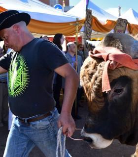Feria de Ganado de San Antonio Abad. San Juan Tacoronte · foto 29