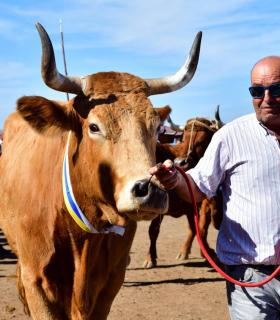 Feria de Ganado de San Antonio Abad. San Juan Tacoronte · foto 62