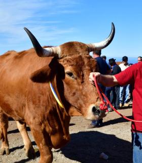 Feria de Ganado de San Antonio Abad. San Juan Tacoronte · foto 60