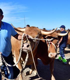 Feria de Ganado de San Antonio Abad. San Juan Tacoronte · foto 48