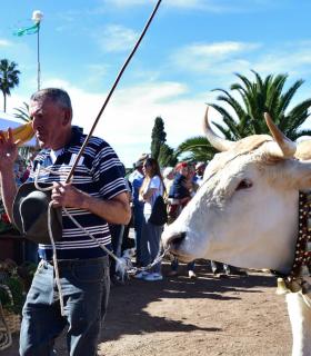 Feria de Ganado de San Antonio Abad. San Juan Tacoronte · foto 32