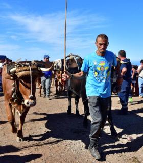 Feria de Ganado de San Antonio Abad. San Juan Tacoronte · foto 65