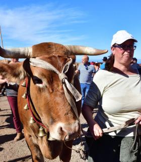 Feria de Ganado de San Antonio Abad. San Juan Tacoronte · foto 55