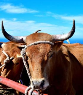 Feria de Ganado de San Antonio Abad. San Juan Tacoronte · foto 3