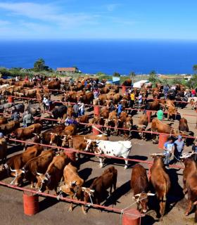 Feria de Ganado de San Antonio Abad. San Juan Tacoronte · foto 1