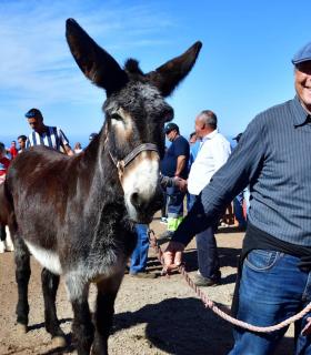 Feria de Ganado de San Antonio Abad. San Juan Tacoronte · foto 80