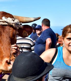Feria de Ganado de San Antonio Abad. San Juan Tacoronte · foto 71