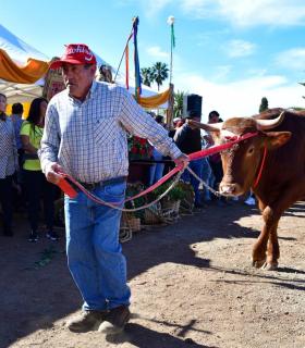 Feria de Ganado de San Antonio Abad. San Juan Tacoronte · foto 30