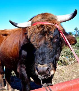 Feria de Ganado de San Antonio Abad. San Juan Tacoronte · foto 7