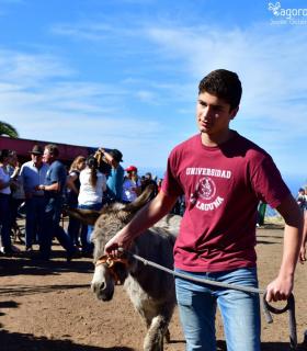Feria de Ganado de San Antonio Abad. San Juan Tacoronte · foto 86
