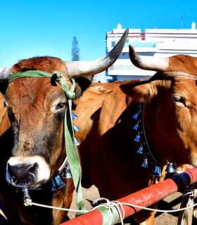 Feria de Ganado de San Antonio Abad. San Juan Tacoronte · foto 9