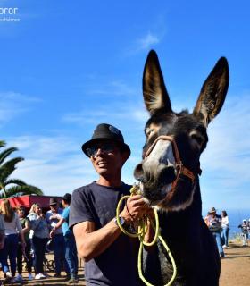 Feria de Ganado de San Antonio Abad. San Juan Tacoronte · foto 89