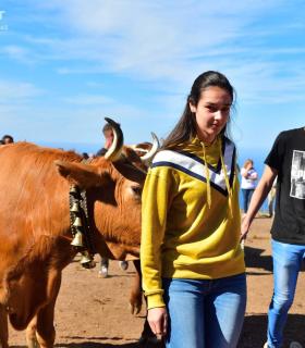 Feria de Ganado de San Antonio Abad. San Juan Tacoronte · foto 67