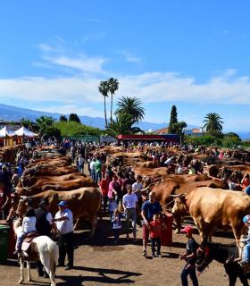 Feria de Ganado de San Antonio Abad. San Juan Tacoronte · foto 2