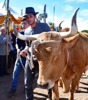Feria de Ganado de San Antonio Abad. San Juan Tacoronte · foto 34