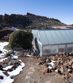 El vivero del Teide protege semillas de más de 200 especies, muchas de ellas en peligro · foto 1