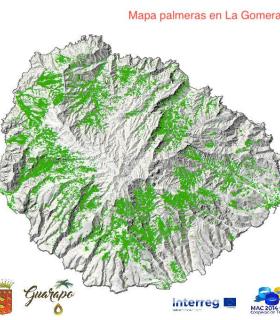 El Cabildo de La Gomera inicia los trabajos de localización y ordenación de los palmerales insulares · foto 2