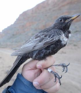 El mirlo capiblanco en el Teide contribuye a asegurar la pervivencia del cedro canario · foto 2