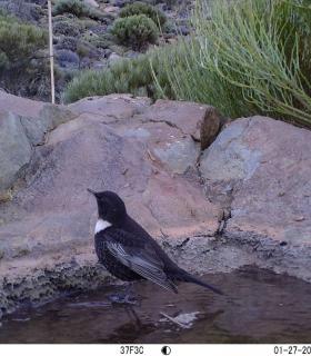 El mirlo capiblanco en el Teide contribuye a asegurar la pervivencia del cedro canario · foto 1