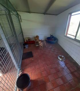 El Ayuntamiento de Tacoronte ha puesto de nuevo en funcionamiento el Refugio Municipal de Animales · foto 1