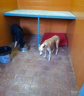 El Ayuntamiento de Tacoronte ha puesto de nuevo en funcionamiento el Refugio Municipal de Animales · foto 2