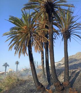 Controlado el incendio de Bajamar tras cinco horas de duro trabajo · foto 8