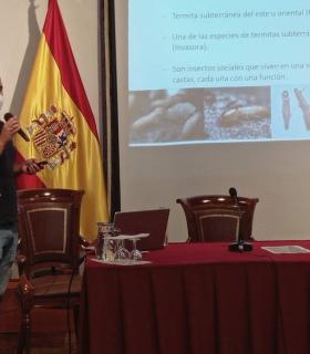 Los expertos dan por controlada la “pandemia” de termitas que afecta Tacoronte desde principios de siglo · foto 1