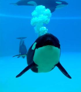 ¿Cuántos años tiene un delfín? Loro Parque participa en una investigación que logra determinar la edad de los cetáceos a partir del estudio de su ADN · foto 1