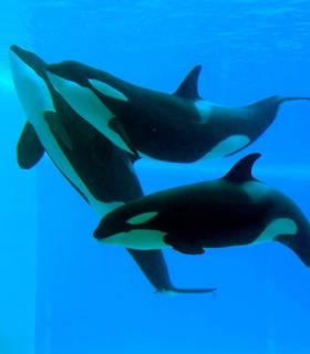 ¿Cuántos años tiene un delfín? Loro Parque participa en una investigación que logra determinar la edad de los cetáceos a partir del estudio de su ADN · foto 2