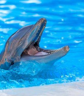 ¿Cuántos años tiene un delfín? Loro Parque participa en una investigación que logra determinar la edad de los cetáceos a partir del estudio de su ADN · foto 3