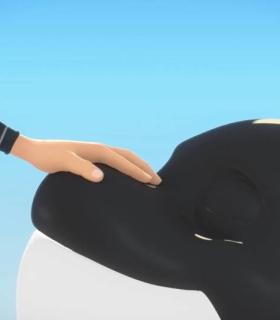 Loro Parque celebra el estreno de un emotivo cortometraje animado sobre la historia de la orca Morgan · foto 1