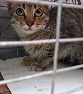 ¿DÓNDE ESTÁN LOS GATOS “DESAPARECIDOS” DE TACORONTE? · foto 16