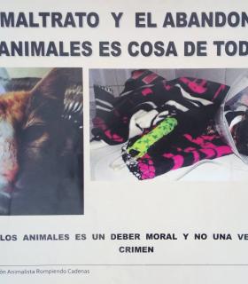 ¿DÓNDE ESTÁN LOS GATOS “DESAPARECIDOS” DE TACORONTE? · foto 4