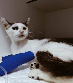 ¿DÓNDE ESTÁN LOS GATOS “DESAPARECIDOS” DE TACORONTE? · foto 13