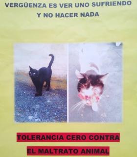 ¿DÓNDE ESTÁN LOS GATOS “DESAPARECIDOS” DE TACORONTE? · foto 2