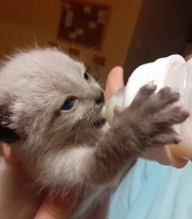 ¿DÓNDE ESTÁN LOS GATOS “DESAPARECIDOS” DE TACORONTE? · foto 14