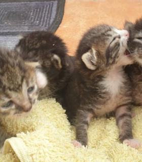 ¿DÓNDE ESTÁN LOS GATOS “DESAPARECIDOS” DE TACORONTE? · foto 17