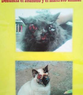 ¿DÓNDE ESTÁN LOS GATOS “DESAPARECIDOS” DE TACORONTE? · foto 3
