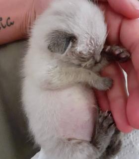 ¿DÓNDE ESTÁN LOS GATOS “DESAPARECIDOS” DE TACORONTE? · foto 15
