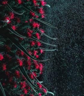 Tenerife valora el potencial promocional de las imágenes del concurso Fototajinaste · foto 1
