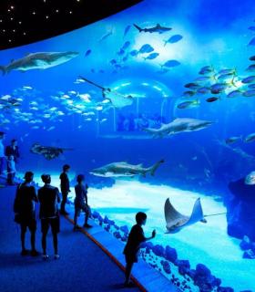 Las Palmas de Gran Canaria: el gran acuario Poema del Mar amplía su horario de lunes a domingo · foto 5
