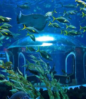 Las Palmas de Gran Canaria: el gran acuario Poema del Mar amplía su horario de lunes a domingo · foto 2