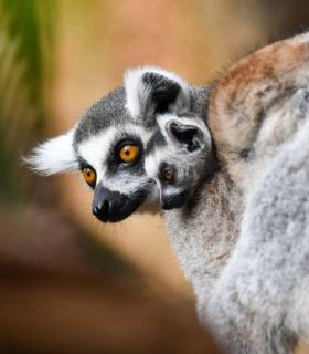 Loro Parque da la bienvenida a una nueva cría de lémur de cola anillada · foto 3