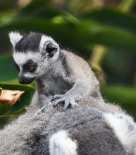 Loro Parque da la bienvenida a una nueva cría de lémur de cola anillada · foto 2