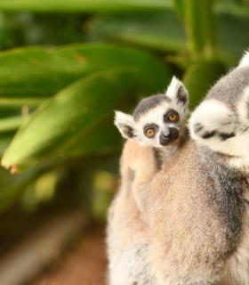 Loro Parque da la bienvenida a una nueva cría de lémur de cola anillada · foto 1