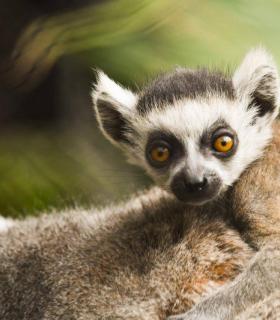 Loro Parque da la bienvenida a una nueva cría de lémur de cola anillada · foto 4
