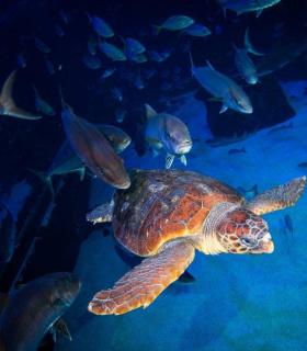 Las Palmas de Gran Canaria: una tortuga encontrada en estado crítico se recupera en Poema del Mar antes de ser devuelta al mar · foto 3
