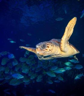 Las Palmas de Gran Canaria: una tortuga encontrada en estado crítico se recupera en Poema del Mar antes de ser devuelta al mar · foto 2